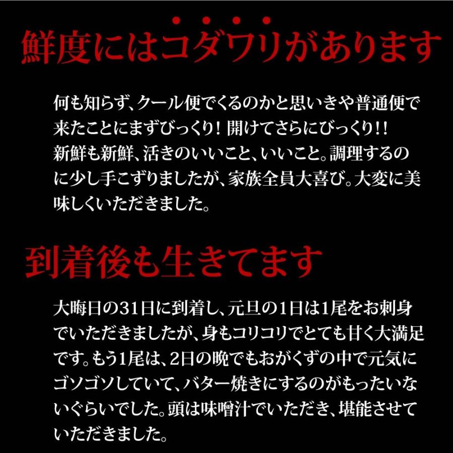 活きたままお届け 訳あり 伊勢海老 500g×1尾 ご家庭用 天然伊勢エビ 冷凍ではありません、活きたままお届け 徳島県産 産地直送｜sancyokubin｜03