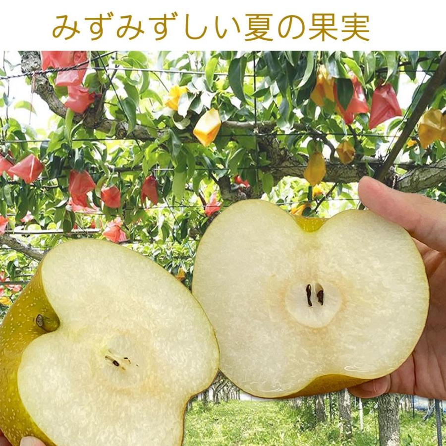 幸水梨 12玉 贈答用 3lサイズ 約5kg 徳島県産 産地直送 宅配便 送料込み お中元 21 ギフト I23 A12 ありがとうわくわくの阿波の産直便 通販 Yahoo ショッピング