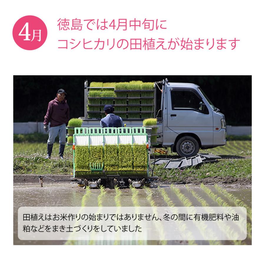 令和7年産 新米 10kg コシヒカリ 玄米/精米（白米）即納 農家自慢お米