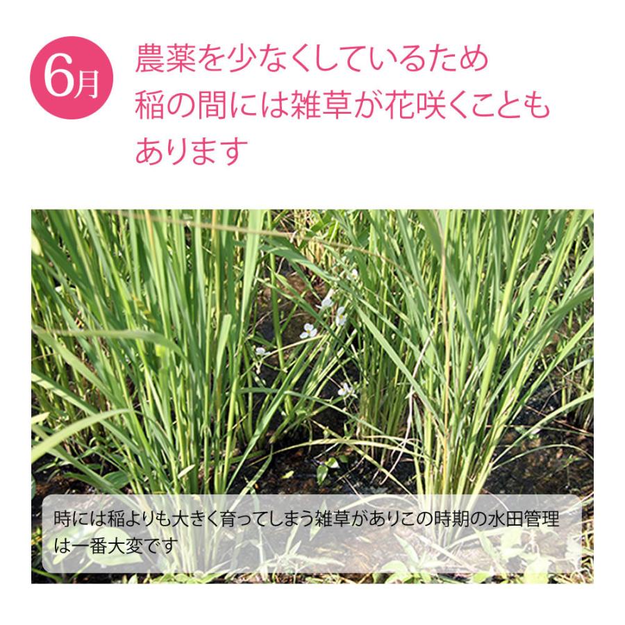 おもてなし 無農薬コシヒカリ玄米20kg(5kg×4)令和2年 徳島県産 おもてなし様専用 無農薬コシヒカリ玄米20kg(5kg×4)令和2年 徳島