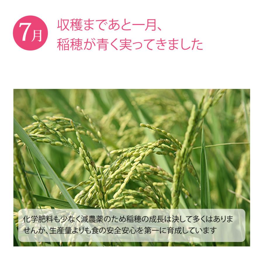 シルバー 新米 無農薬コシヒカリ玄米20kg(5kg×4)令和4年徳島県産 imgrc0100018265.jpg