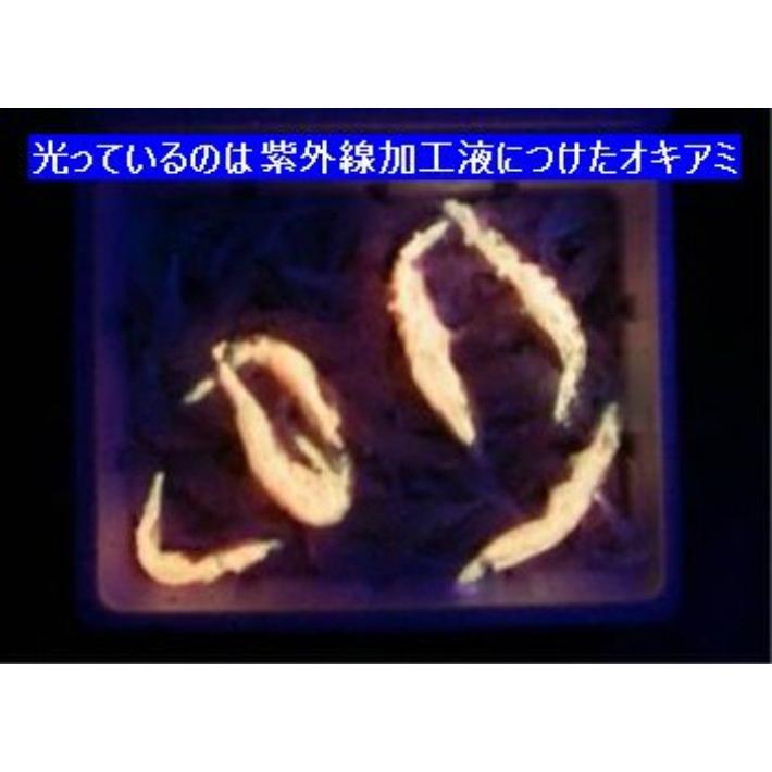 紫外線ビーム　水中ブラックライト！　（紫外線水中灯）　１２V仕様 |  | 04