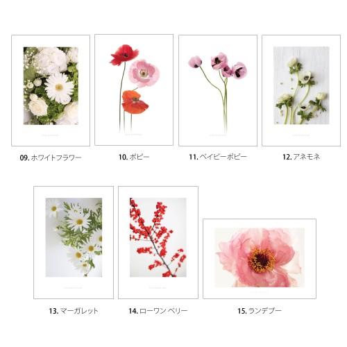 ポスター インテリア アートポスター お花 植物 おしゃれ フォトポスター サンサンフー フラワーコレクション フレームなし Pf01a4 インテリア生活雑貨のサンサンフー 通販 Yahoo ショッピング