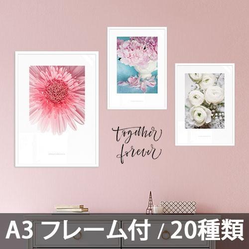 ポスター インテリア アートポスター  A3 お花 植物 おしゃれ  フォトポスター サンサンフー フラワーコレクション A3(フレーム付 )