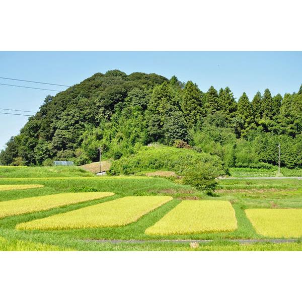 島根県産 きぬむすめ 10kg 島根米穀 お米｜sanin-umaimono｜03