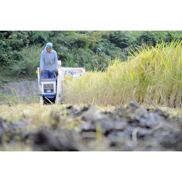 島根県産 きぬむすめ 10kg 島根米穀 お米｜sanin-umaimono｜05