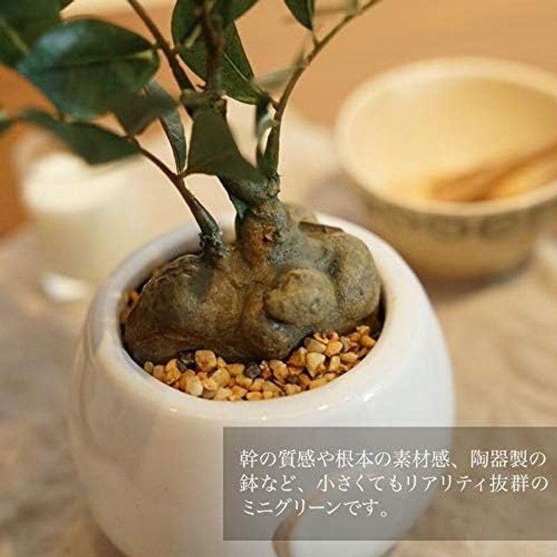 神戸花物語(Kobe Flower Story) フェイクグリーン ガジュマル ポット MH-1001 高さ25cm 陶器鉢｜sanjose-market｜04