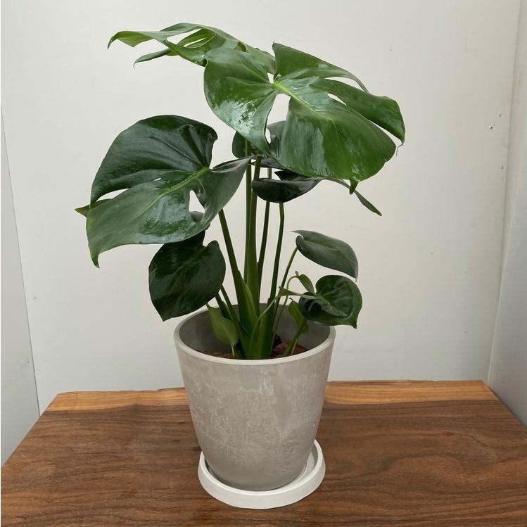 観葉植物 モンステラ 限定セール デリシオサ 6寸タニーポット入り幻想的な葉濃いグリーン