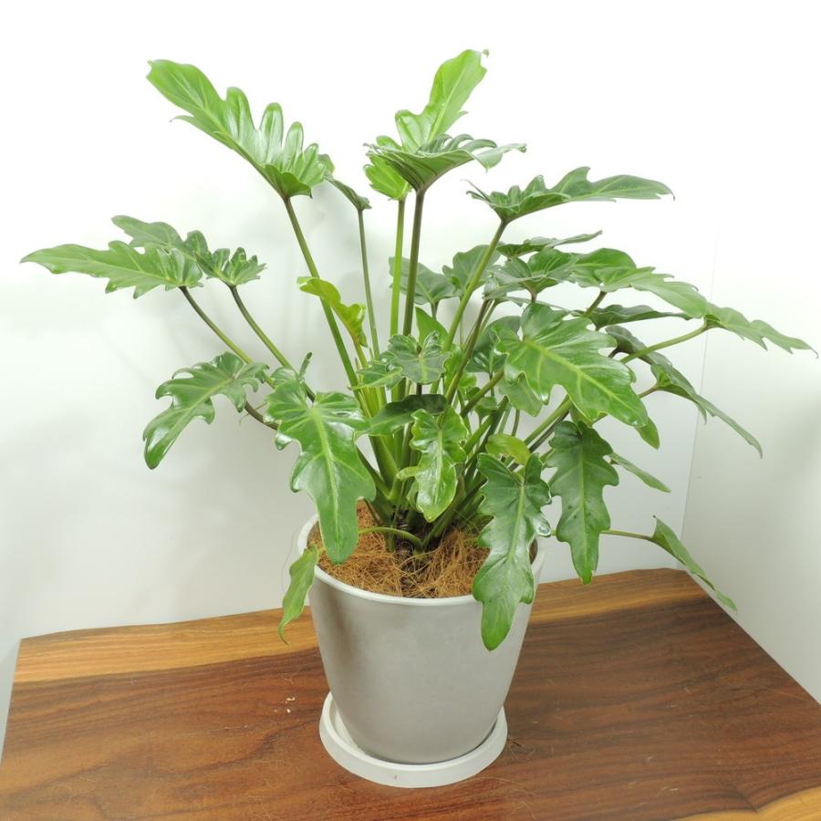 観葉植物 クッカバラ ボタニーポット入り Bt0022 三樹三葉 通販 Yahoo ショッピング