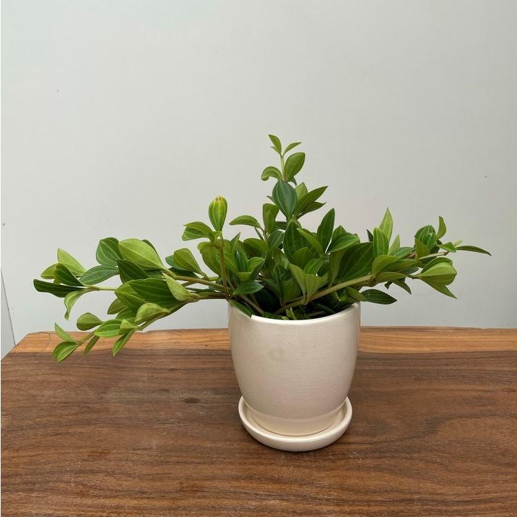 観葉植物小さな楕円の葉にライトグリーンのラインがかわいいペペロミア陶器鉢入り Tk Peperomia 三樹三葉 通販 Yahoo ショッピング