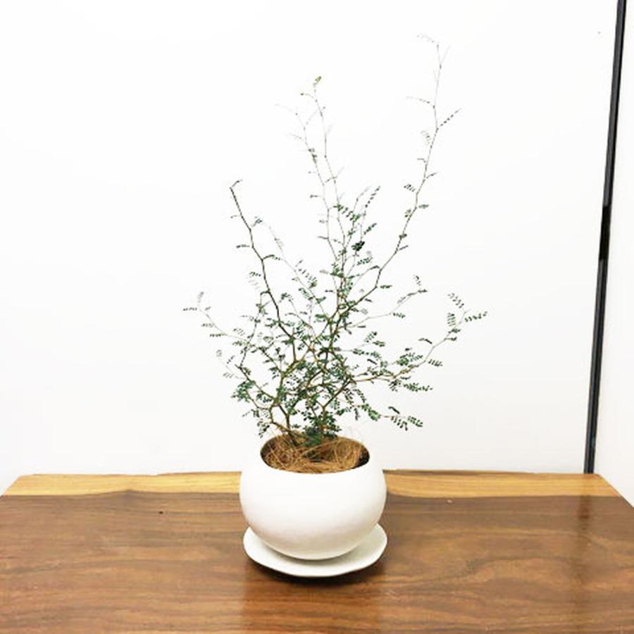 観葉植物 Newarrivals ソフォラ リトルベイビー 陶器まる鉢入り Tk So47 三樹三葉 通販 Yahoo ショッピング