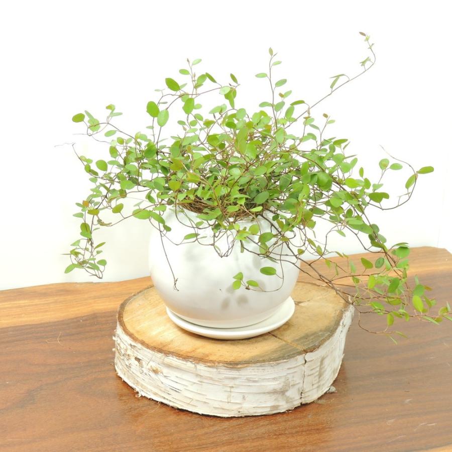観葉植物 ワイヤープランツ 陶器まる鉢入り Tk0060 三樹三葉 通販 Yahoo ショッピング