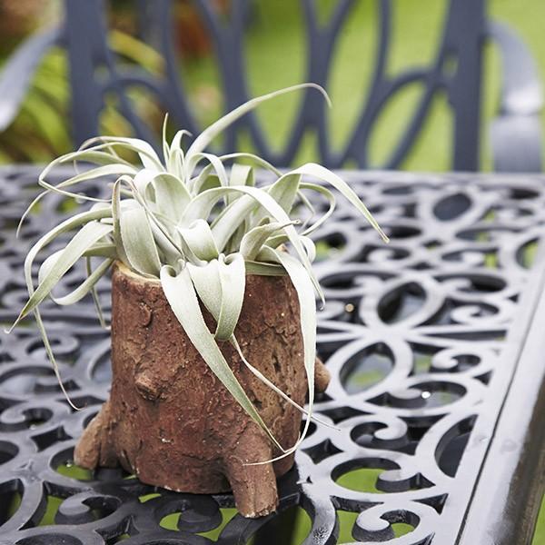 【40本+サプリ4個】エルセーヌ　NEWスタンディングオベーション　スタオベ 40本+サプリ4個】エルセーヌ NEWスタンディングオベーション