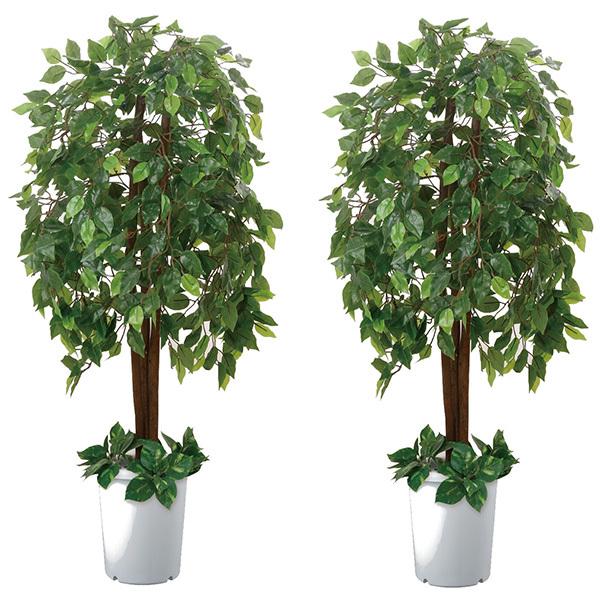 通販激安で人気 ファミリー ライフ インテリアグリーン ベンジャミン 2点セット 1セット ベンジャミン 2 産経ネットショップ 通販 Paypayモール 売上安い Systemsprojects Spagiles Com