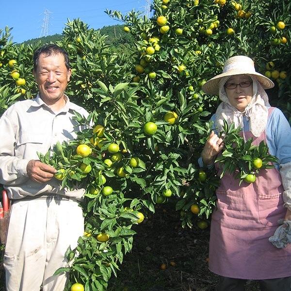 いのうえ果樹園　海辺で育った果実たち　みかん　国産　無添加　安心安全　備蓄　缶詰 楽天市場】いのうえ果樹園 海辺で育った果実たち しらぬい缶詰 8