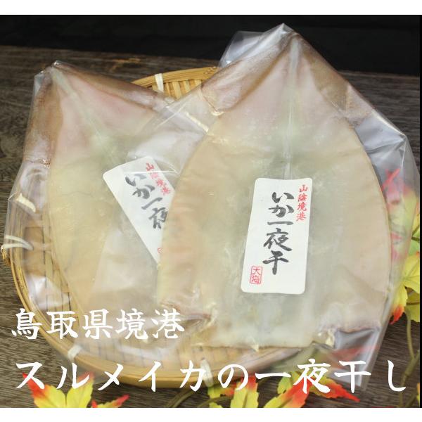 [送料無料]スルメイカの一夜干し5枚セット/スルメイカ　1枚100-150g×5枚 : 日本海 鮮魚とカニの店 三光水産 - 通販 - Yahoo!ショッピング