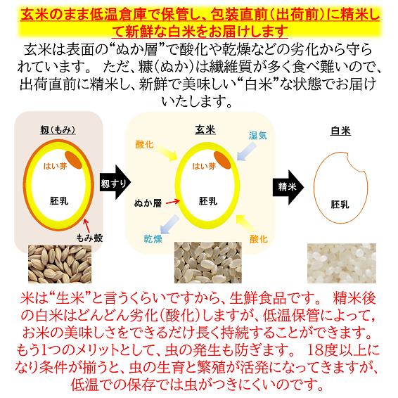 コシヒカリ 令和6年産新米 減農薬 新潟コシヒカリ玄米30kg 新潟 コシヒカリ 令和6年産新米 減農薬 新潟コシヒカリ玄米30kg 新潟