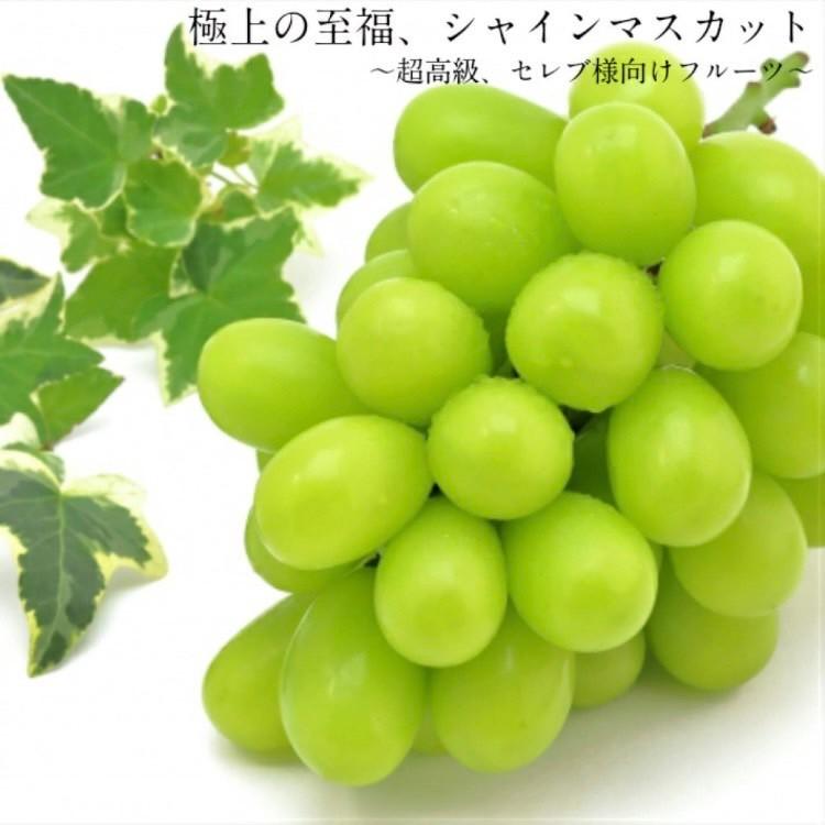 最高級シャインマスカット大房2房 化粧箱 マスカット 大粒 山梨  
