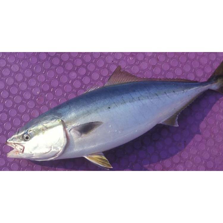 50%OFF】アルファタックル（エイテック）船竿 沖釣工房九州スペシャル
