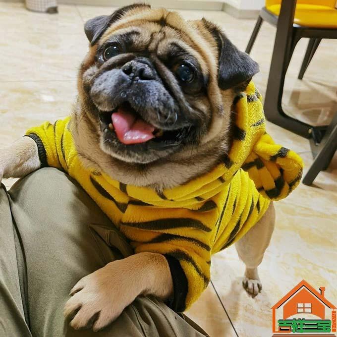 犬服 干支 虎 トラ 小型犬 中型犬 とら 虎 寅 22年 お正月 新年 年賀状 干支 着ぐるみ コスチューム コスプレ フード付 ドッグウエア いぬ イヌ 犬 おしゃれ Huwai858 吉祥三宝 通販 Yahoo ショッピング