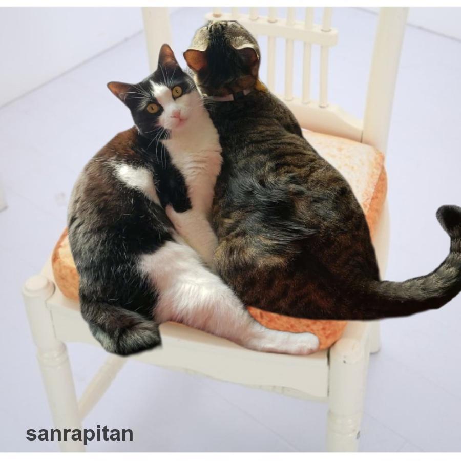 もちもち 猫型 食パン クッション うつ伏せ デザイン マット ホイップ サイバーステップ、『トレバ』で限定プライズ「もちもち猫型