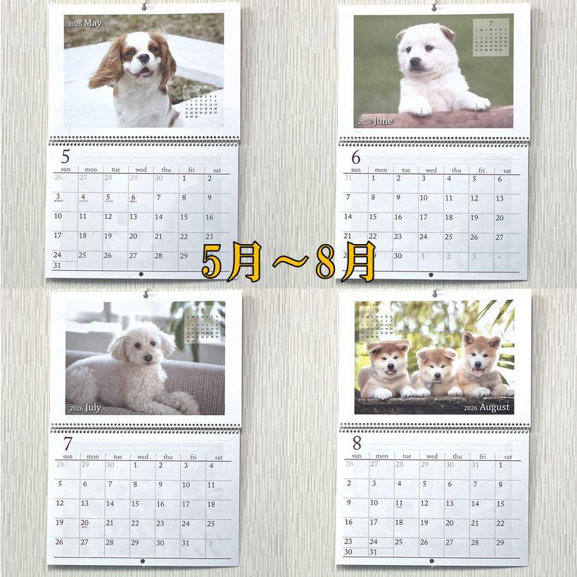 子犬 壁掛けカレンダー カレンダー 2026年 可愛い 犬 の B4