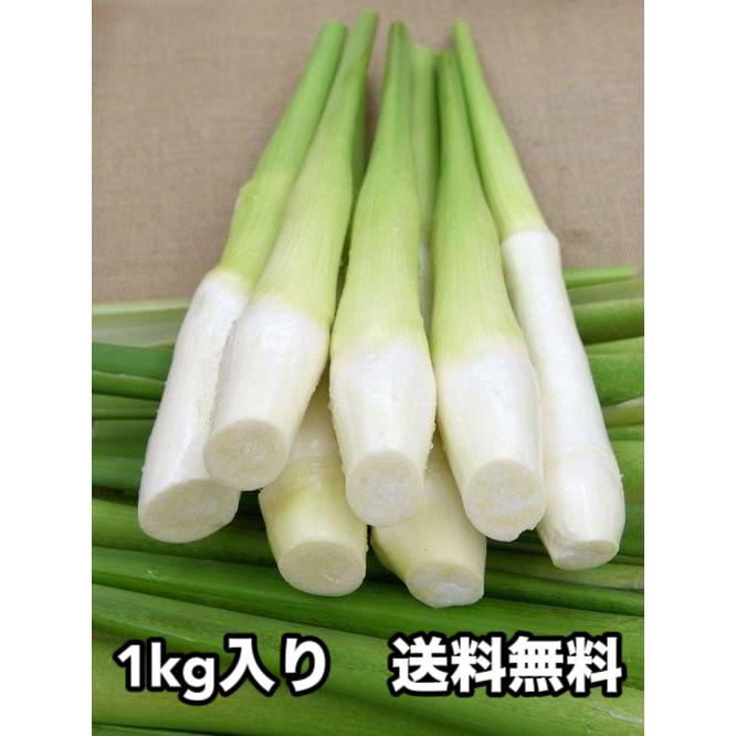 新鮮 台湾産マコモ茸 マコモダケ 約1kg 交白筍 真菰筍 通年販売（送料