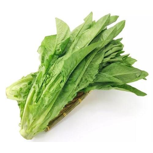 A菜　油麦菜 100g　新鮮野菜　中国産 |  | 01