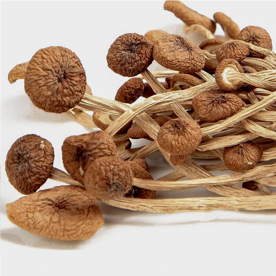 乾燥ヤナギタケ 茶樹姑 100g | 