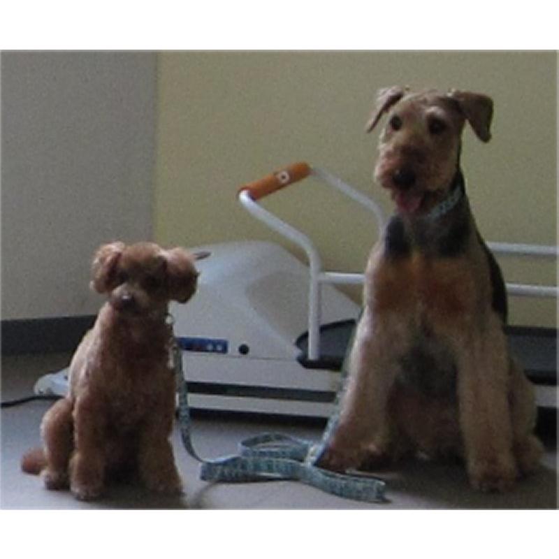 犬の運動器 ペットランPR700【小型犬用ルームランナー】犬用ランニングマシーン ペットラン PR-700 ［小型犬用運動器］ 全長1m10cm : サンセイ