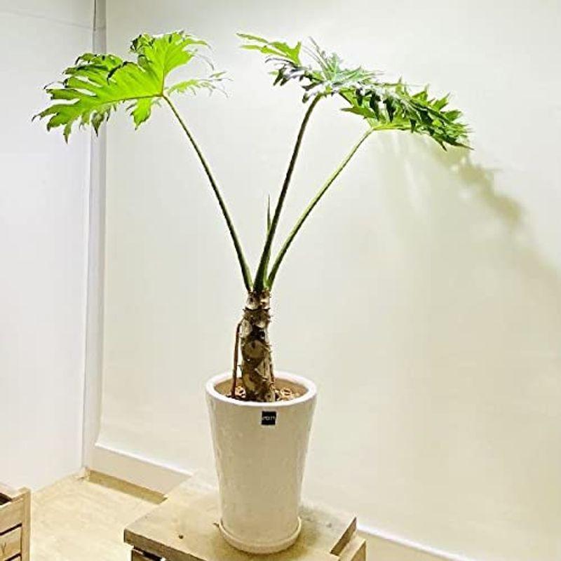 な根セローム8寸写100センチ以上葉っぱ荷造りの時少しだけ曲げます 観葉植物 健康的な独特な根セローム8寸写100センチ以上 我が家に