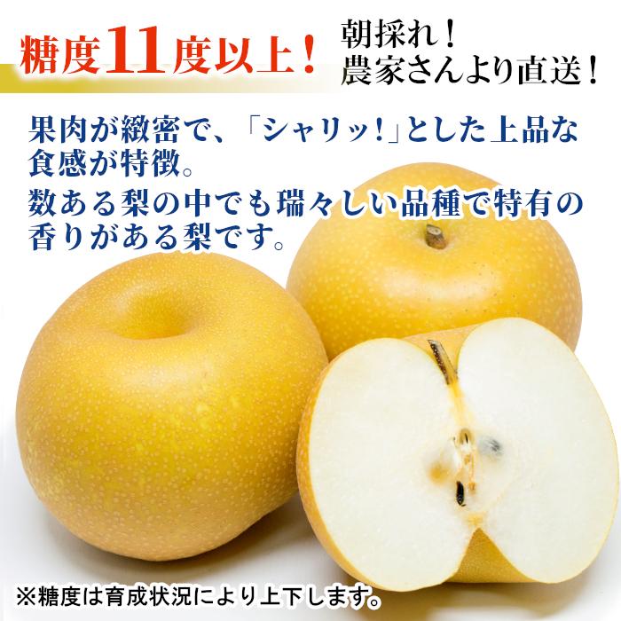 梨 特価キャンペーン 幸水 約5kg 12 16玉入り お取り寄せ 長野県産 産地直送 C24