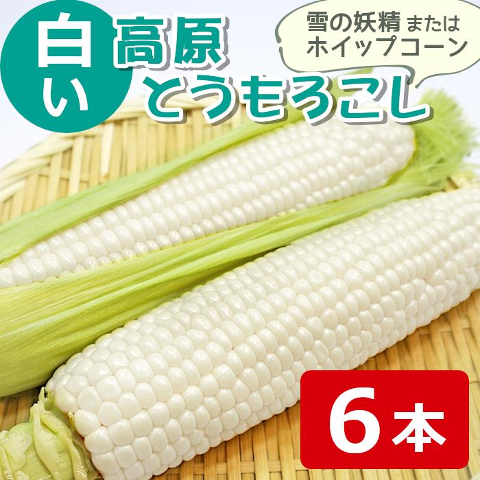 長野県産 白いとうもろこし 6本入り 産地直送 C117 ホイップコーン 半額品 雪の妖精