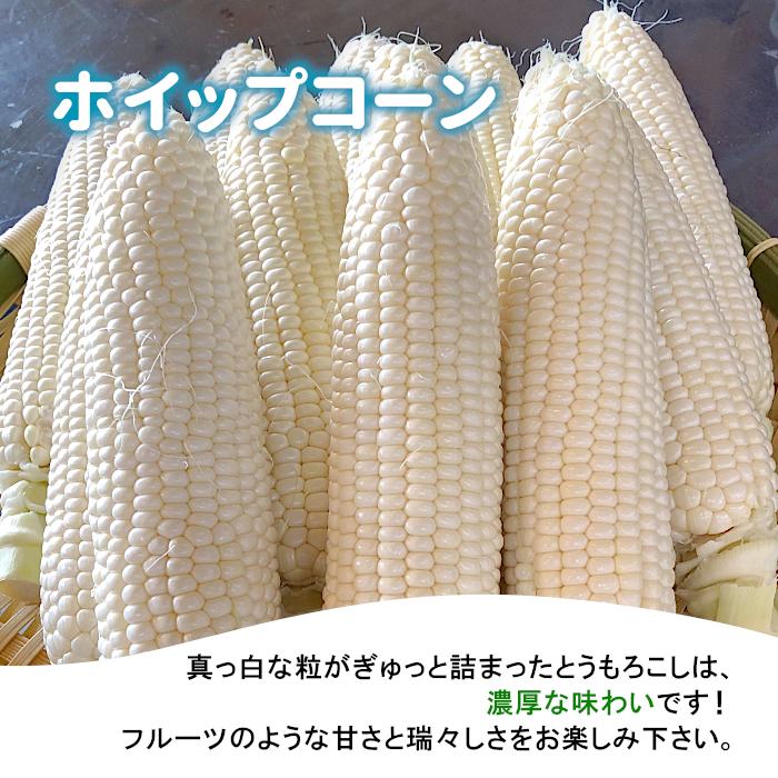 先行販売 白いとうもろこし 長野県産 ホイップコーン 20本 (10本×2箱) 2Lサイズ お取り寄せ：c165｜sansonichiba｜04