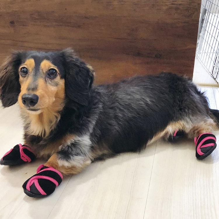 犬 靴 脱げない 履かせやすい くつ 小型 散歩 いぬたび 足袋