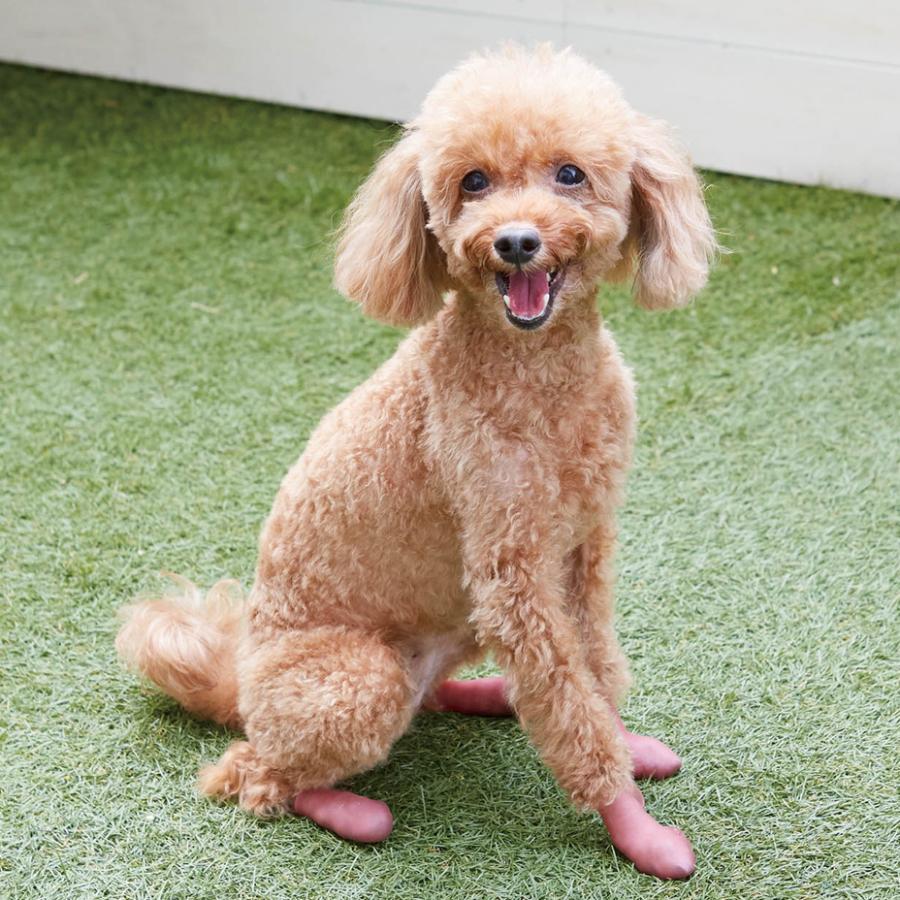 犬 靴 犬の靴 パウテクト PAWTECT 犬用シューズ 犬用ブーツ 犬靴