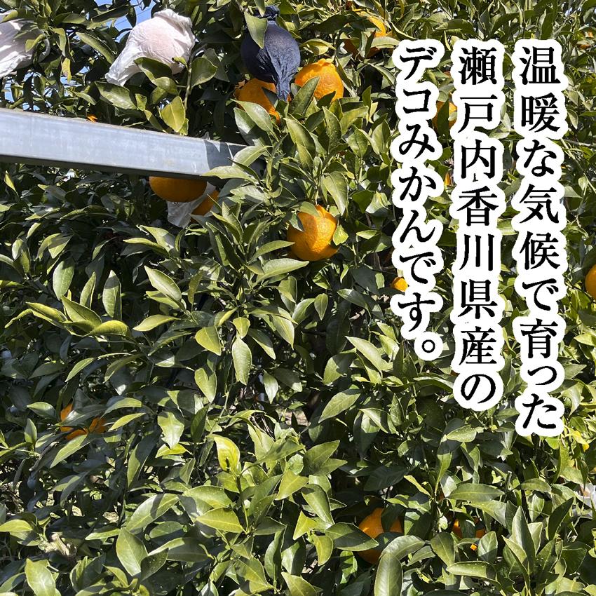 糖度15度以上 クール便 秀品 貯蔵 熟成 不知火 L-2サイズ 約1.8kg前後