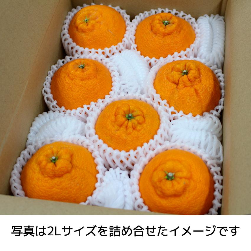 糖度15度以上 クール便 秀品 貯蔵 熟成 不知火 L-2サイズ 約1.8kg前後