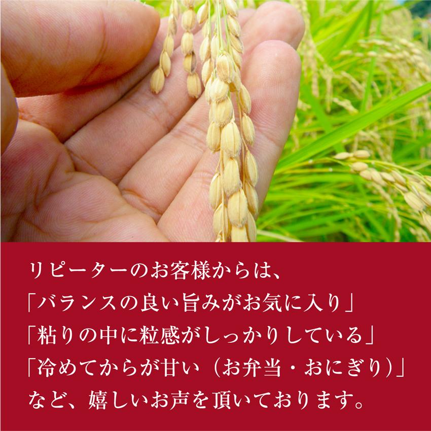 5kg 新米 香川県産 コシヒカリ 令和6年産 白米 送料無料 5kg 新米 香川県産 コシヒカリ 令和6年産 白米 送料無料