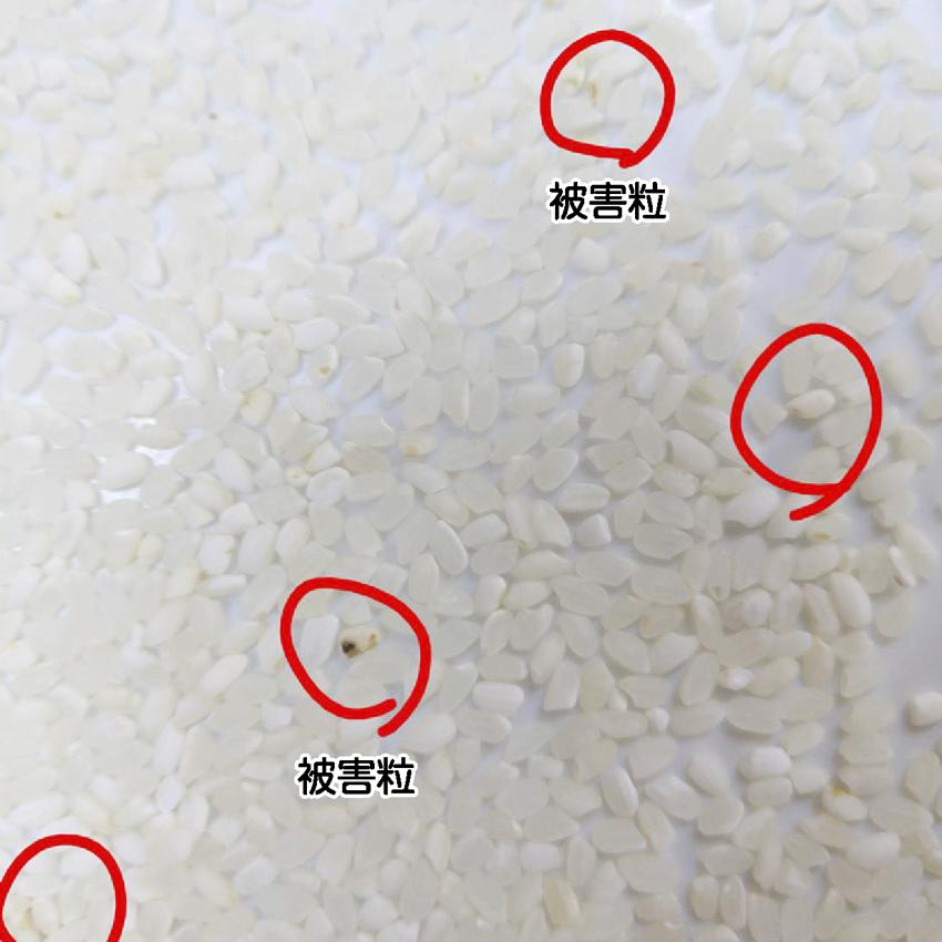 翌営業日までに 出荷 令和7年産 白米 10kg（5kg×2袋）新米 生活応援米
