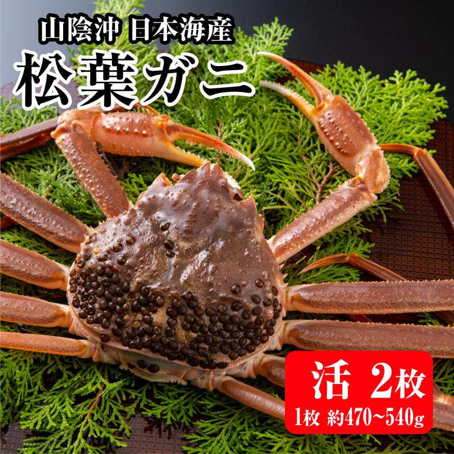 販売終了！ 激安 松葉ガニ 活きたまま 2枚(1枚約470-540g) 山陰沖 日本 