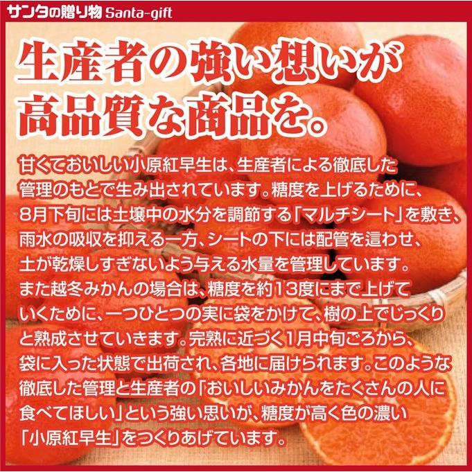 小原紅 みかん L-2Lサイズ 約5kg 香川県 奇跡のみかん 小原紅早生金時