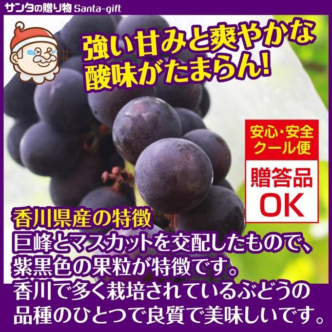 広島県産 種なしピオーネ／2kg【10/19発送予定】 4pt7cyuRid ...