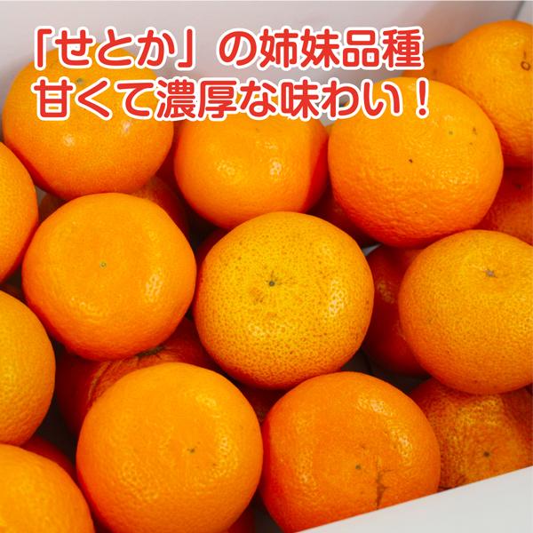 麗紅みかん れいこう 麗江  訳あり サイズ不揃い 香川県産  約4kg 瀬戸内 みかん 柑橘 フルーツ 果物｜santa-gift｜02