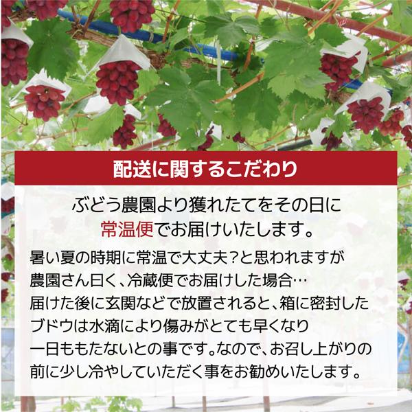 島根県産神紅2房入クール便