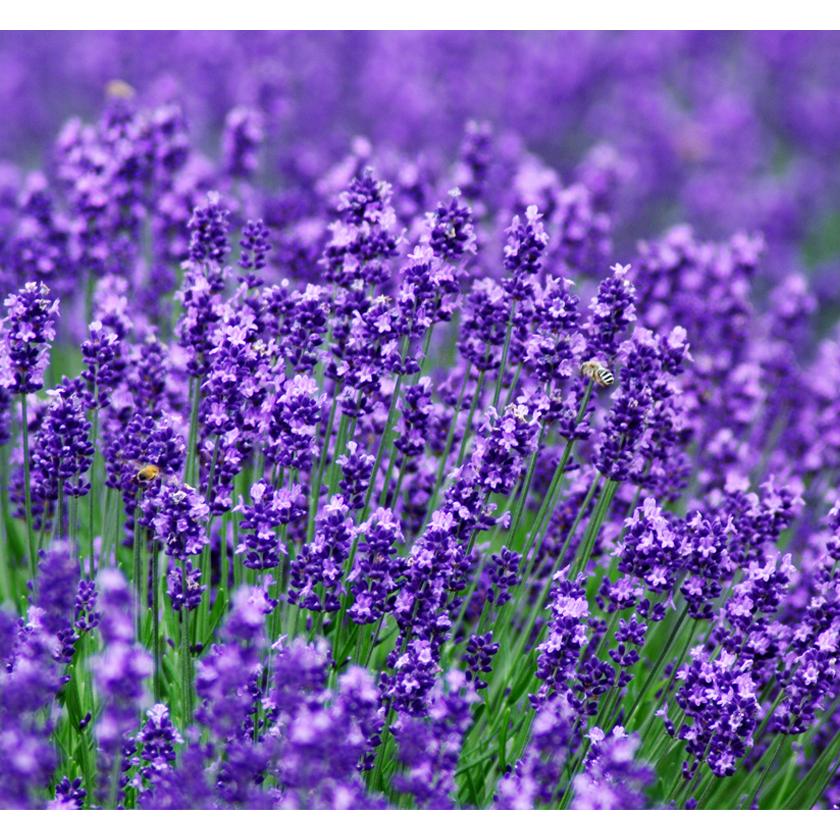 高品質 ラベンダー 10g 有機ラベンダー使用 ラベンダーティー スパイスハーブ ハーブティー Santarosa Herb Lavender サンタローサ 通販 Yahoo ショッピング