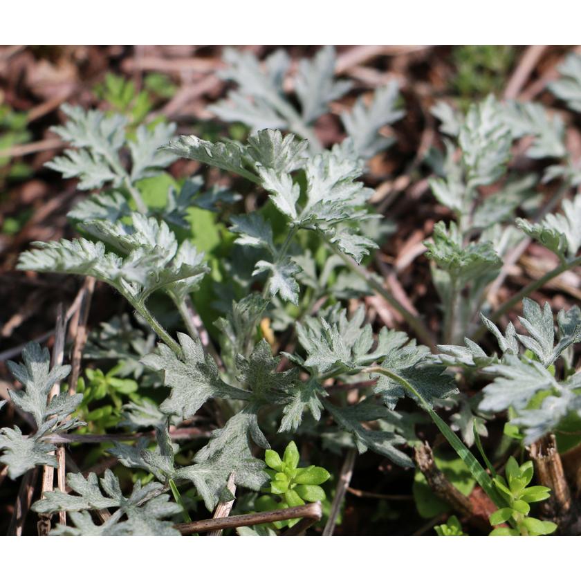 高原の新芽 よもぎ 茶 40g よもぎ茶 無添加 農薬不使用 無農薬 国産 最