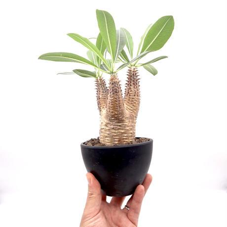 P0414 パキポディウム マカイエンセ 発根済 Pachypodium makayense