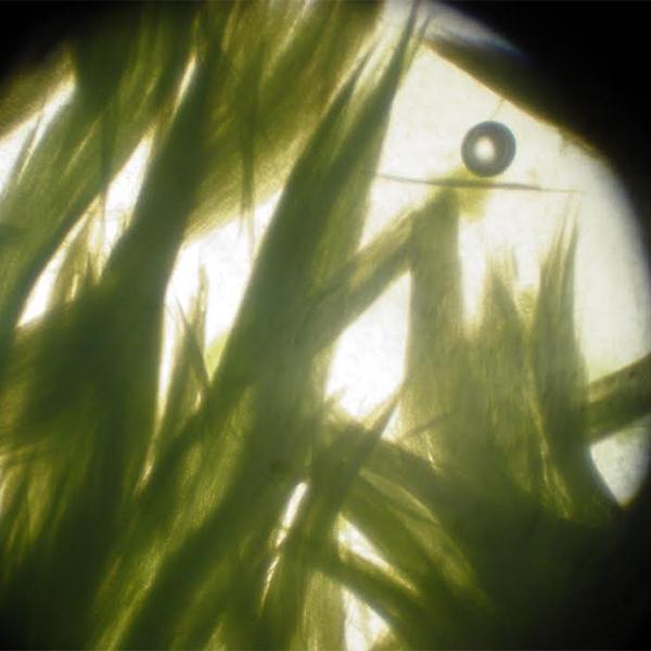 正規品 イースリーライブ BrainON カプセル 90カプセル 54g E3Live