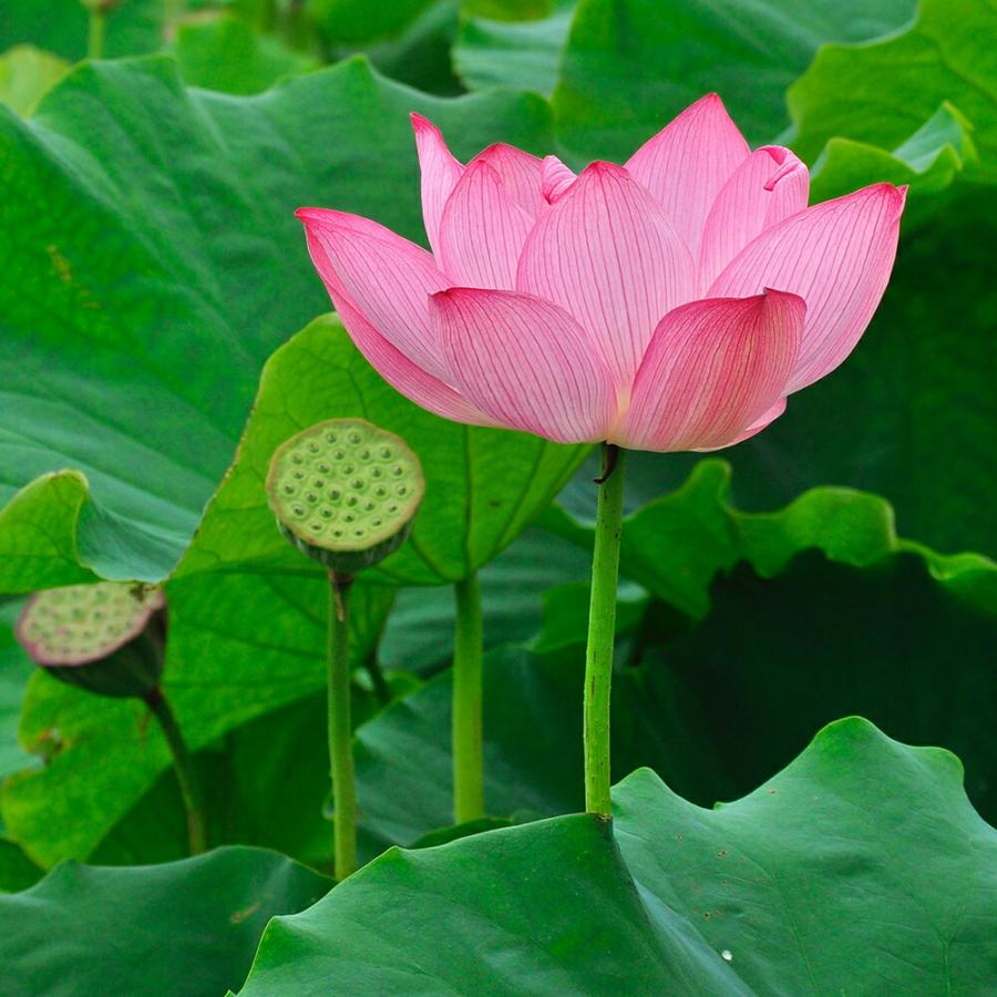 3袋セット 蓮の実 スナック 80g おいしくはじめる女性にうれしい蓮の実